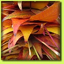 Herbstdekorationen aus Naturmaterial