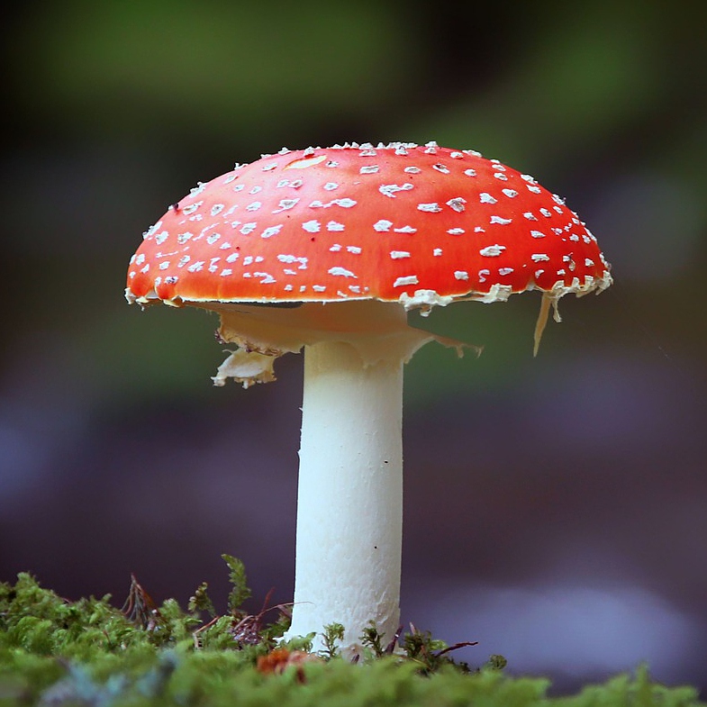 Fliegenpilz Fliegenpilz