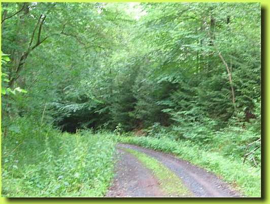 Waldspaziergang Foto